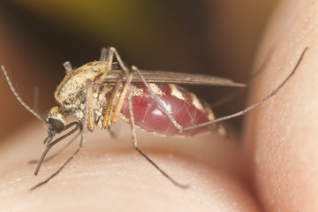 Mosquito sucking blood, extreme close up