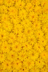 Fototapeta premium Group of Rudbeckia laciniata flower – yellow daisy background