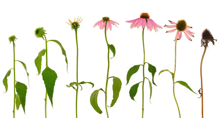 Evolution of Echinacea purpurea isolated on white background - obrazy, fototapety, plakaty