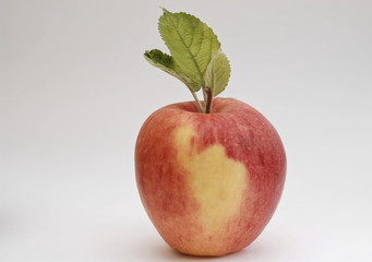 Apfel rotgelb
