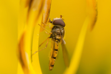 Hoverfly