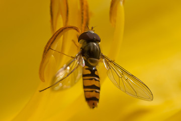 Hoverfly