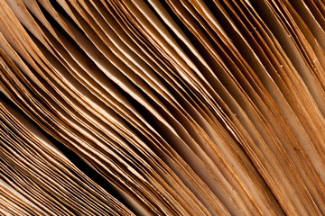 Pages of ancient book