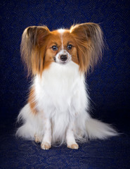 Papillon dog