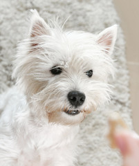 West highland white terrier