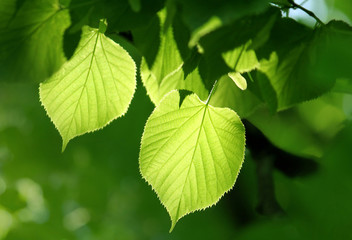Fototapeta na wymiar zielone liście świecące w słońcu