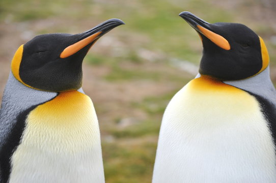 king penguins in falkland islands