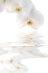 Fototapeta na wymiar Orchidée Phalaenopsis blanc