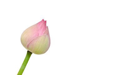 Pink lotus flower isolated on white background.