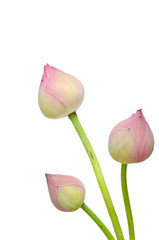 Pink lotus flower isolated on white background.