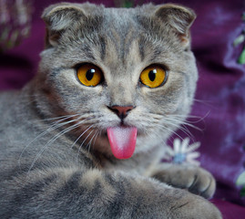 cat