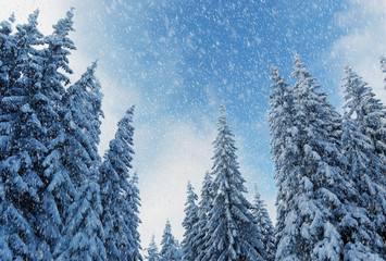 Winter landscape