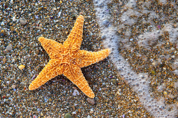 Starfish on sea coast