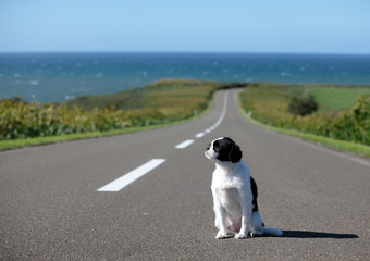 海と犬と道