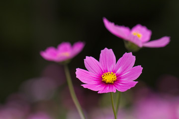 Obraz premium コスモス