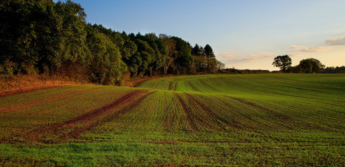 Fototapeta na wymiar new crop on farmers field