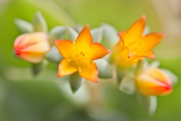 Голодные птенцы