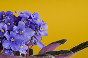 Violet viola flowers