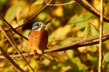 Common Kingfisher (Alcedo atthis)