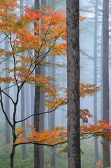  霧の森林 © hallucion_7