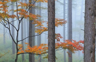 霧のカラマツ林
