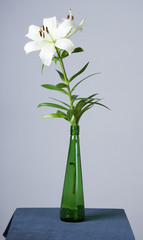 Fototapeta na wymiar lilly in green bottle
