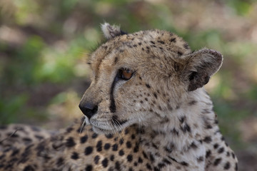 Fototapeta na wymiar Cheetah 7290
