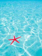 Fototapeta na wymiar Red starfish unoszące się na doskonałej tropikalnego morza