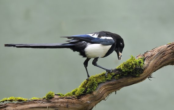 Urraca comiendo en un tronco