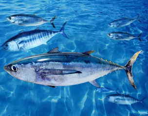 Stof per meter Albacore Thunnus alalunga vis en blauwvintonijn © lunamarina
