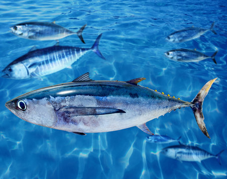 Albacore Thunnus alalunga fish and bluefin tuna