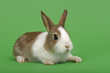 Holländerkaninchen 15967