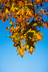 Die Farben des Herbst