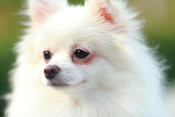 Obraz premium white pomeranian dog