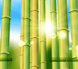 Abwaschbare Fototapete Vögel im Wald Bambus Natur Hintergrund