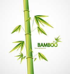 Fototapeta na wymiar Bambus macierzystych streszczenie tle natura
