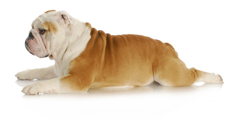 bulldog laying down