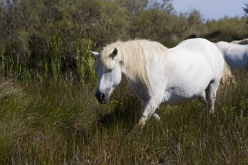 Obraz na płótnie Canvas Camargue horse