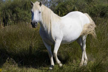 Obraz na płótnie Canvas Camargue koń