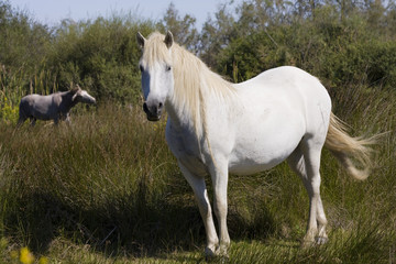 Obraz na płótnie Canvas Camargue koń