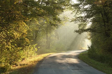  Landelijke weg die door het herfstbos loopt in mistige ochtend © Aniszewski