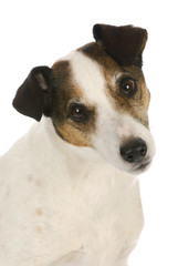 jack russel terrier portrait