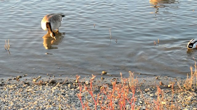 Kanadagans, Branta canadensis