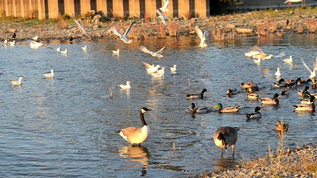 Futterneid am Wasser
