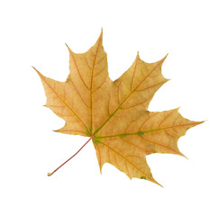 Autumn dry maple leaf on a white background