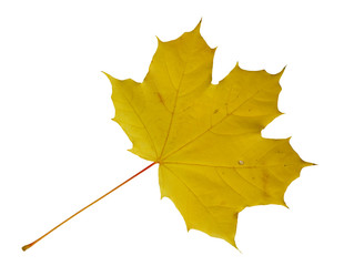 Autumn dry maple leaf on a white background