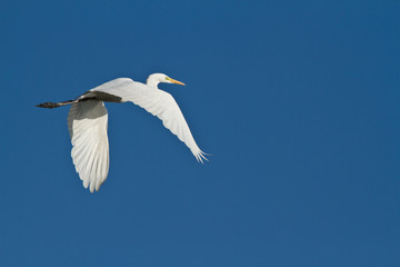 grande aigrette en vol
