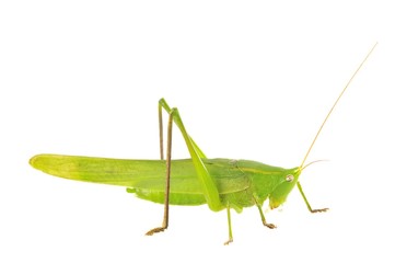 Saltamontes.