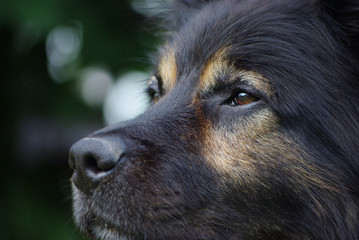 Altdeutscher Schäferhund