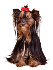 Adorable Yorkshire Terrier girl